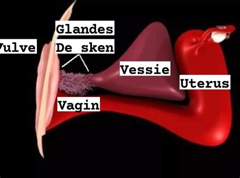 glande skene femme|Glande de Skene : symptômes, traitement, définition